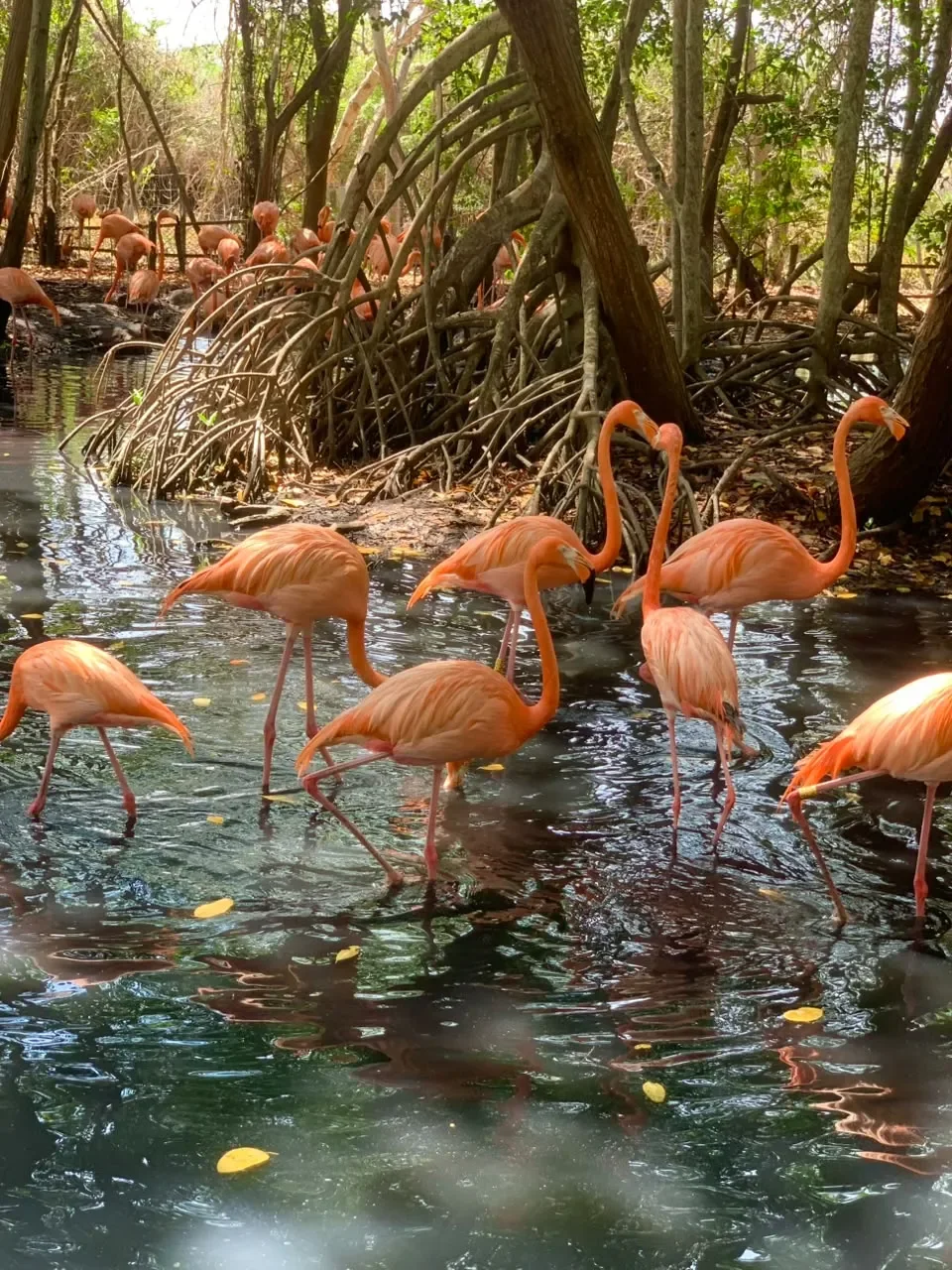 National Aviary tour in Cartagena — photo 1 of 5