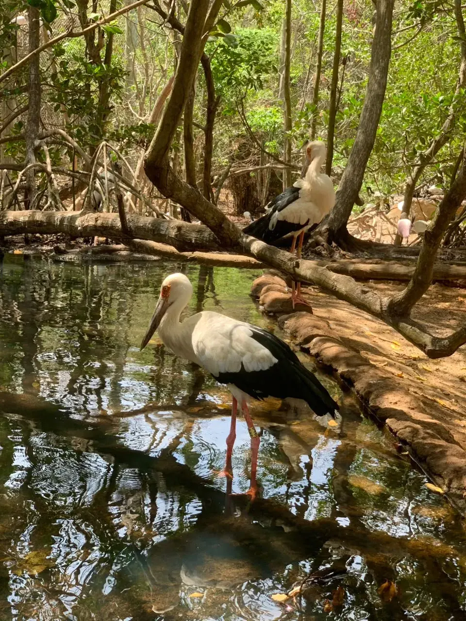 National Aviary tour in Cartagena — photo 4 of 5