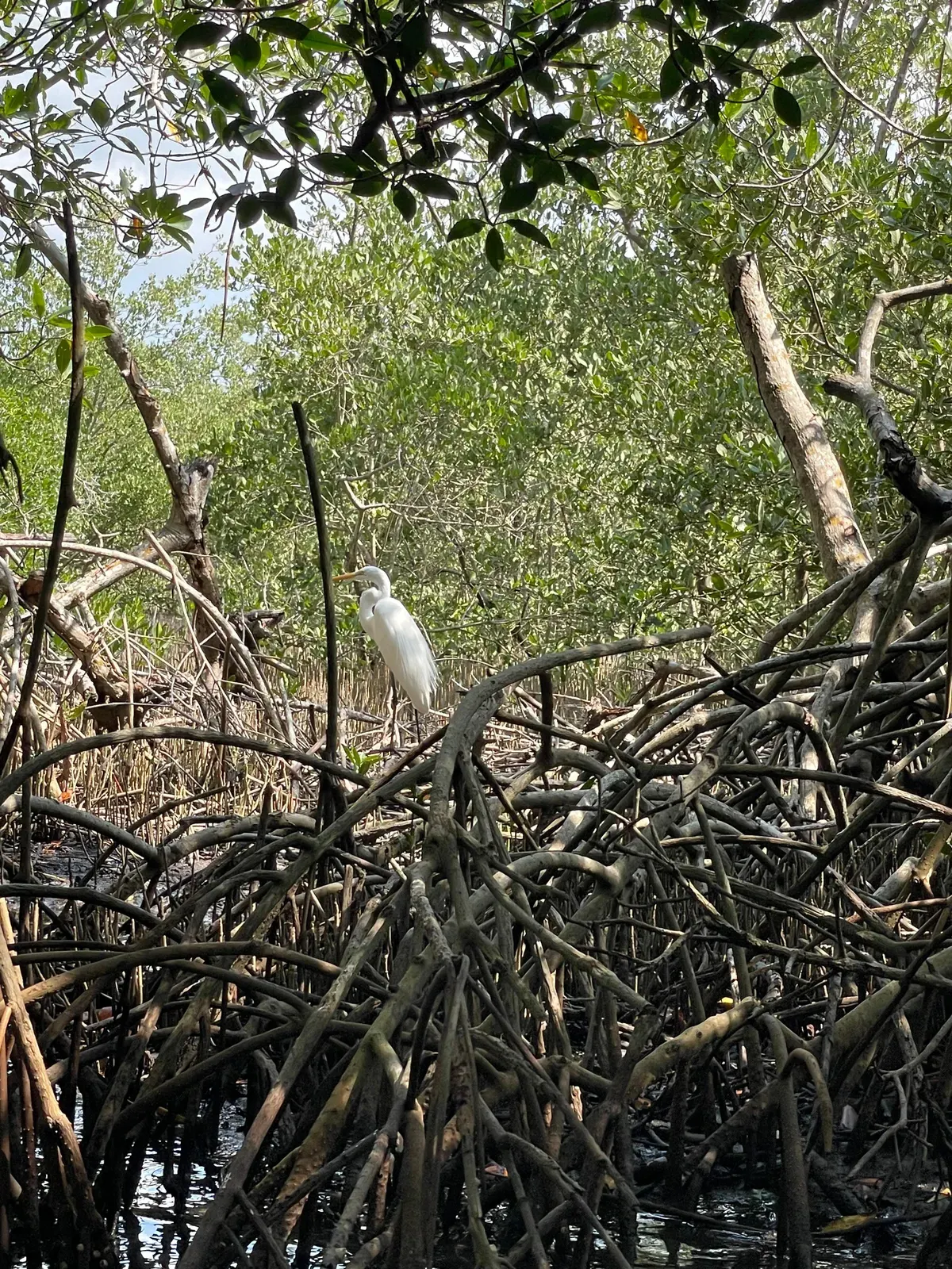 Mangrove eco tour in Cartagena — photo 4 of 7