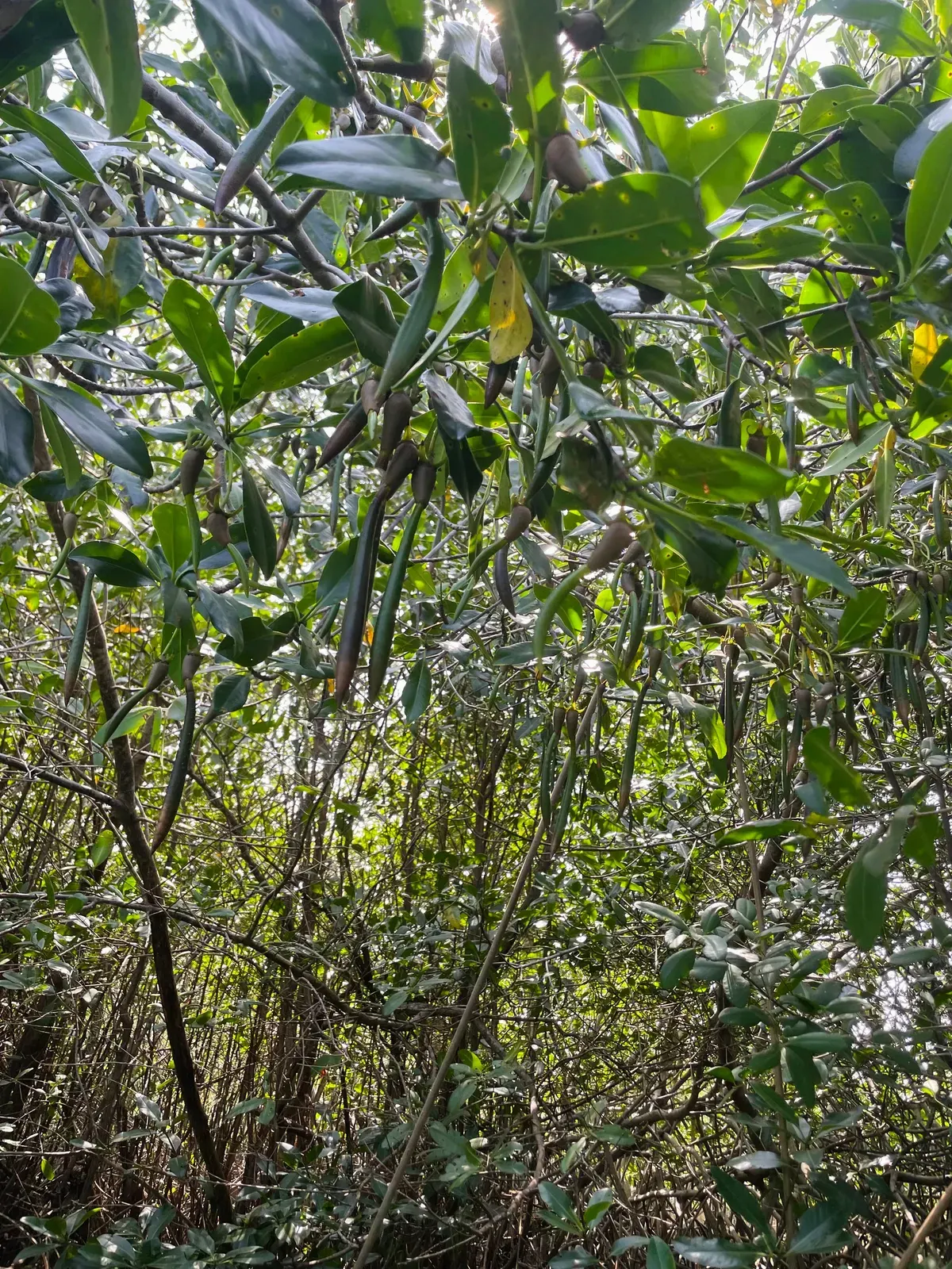 Mangrove eco tour in Cartagena — photo 5 of 7